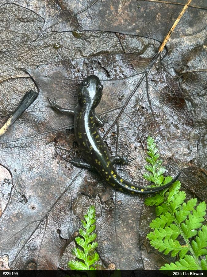 Spotted Salamander