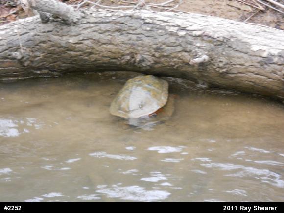 Wood Turtle