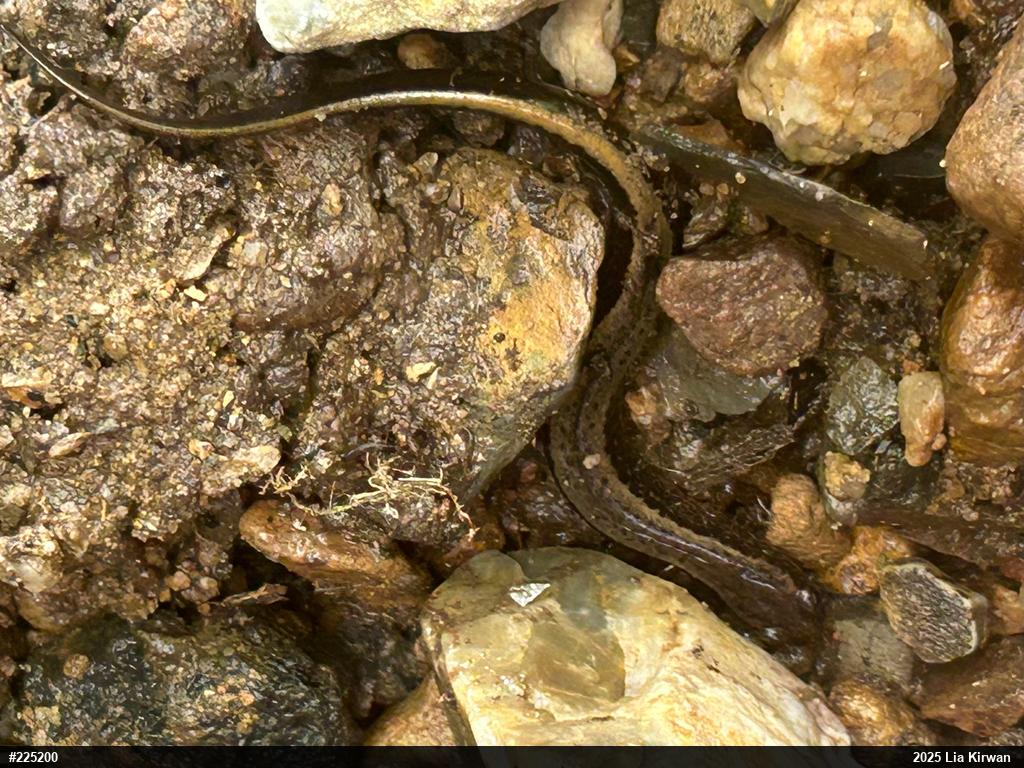 Northern Two-lined Salamander