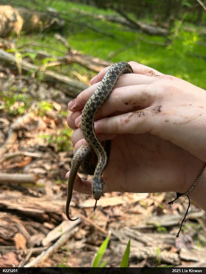 Eastern Gartersnake