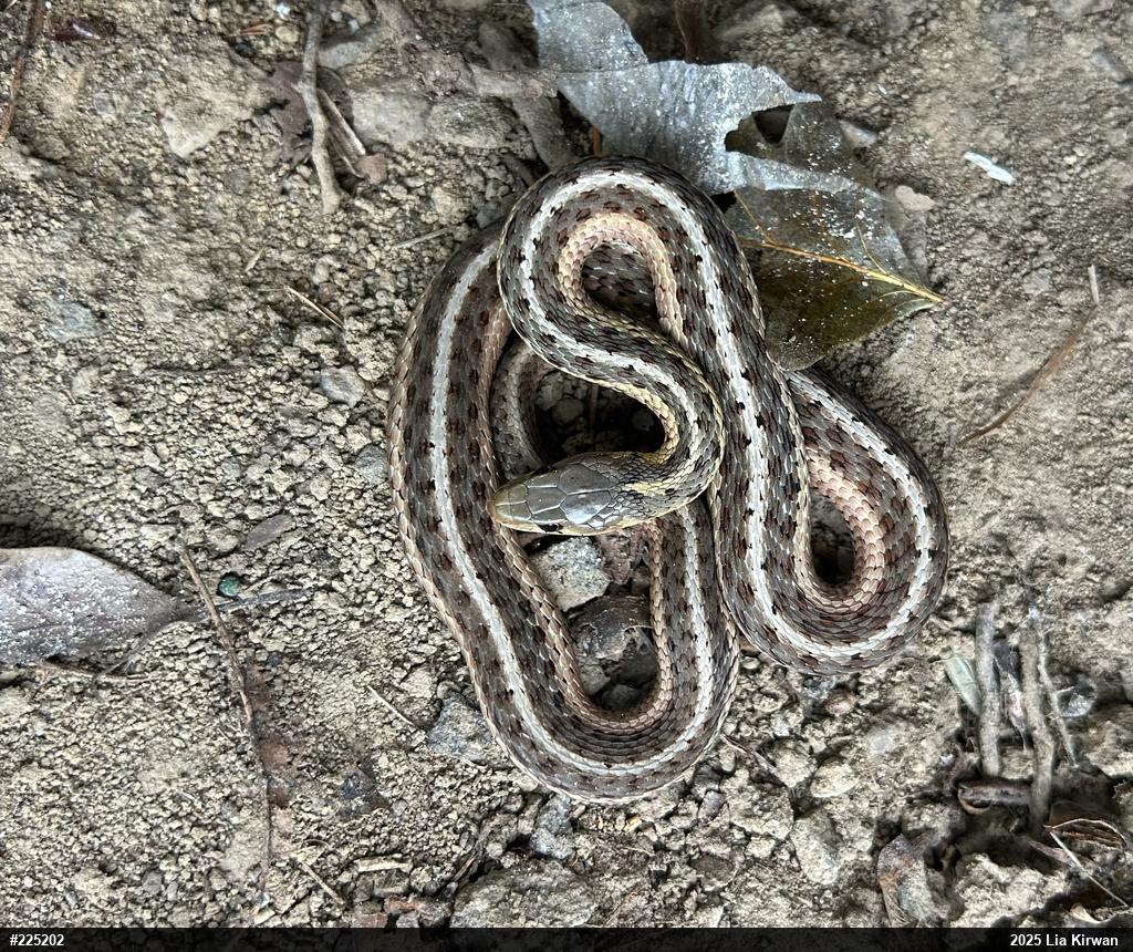 Eastern Gartersnake