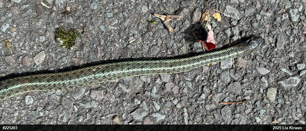 Eastern Gartersnake