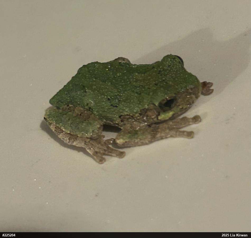 Unknown Gray Treefrog