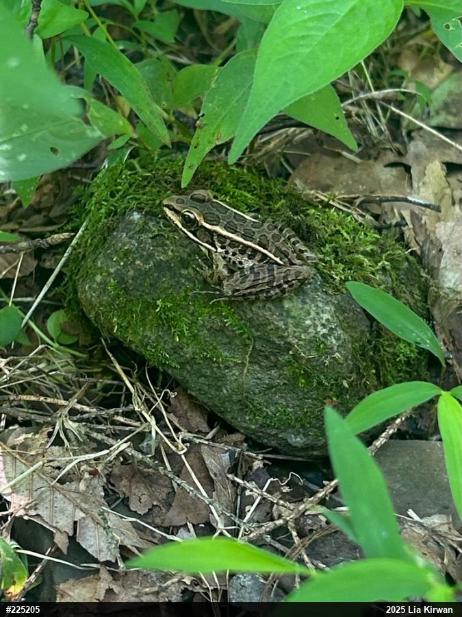 Pickerel Frog