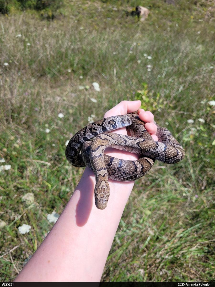 Eastern Milksnake