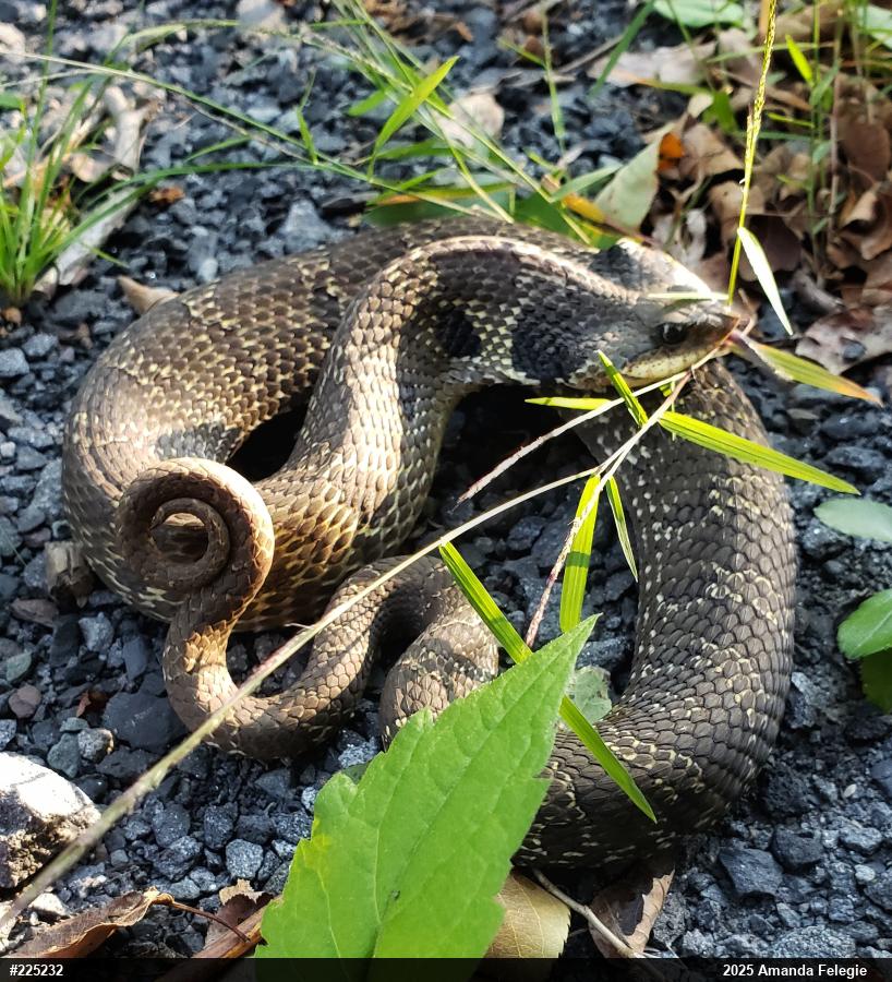 Eastern Hog-nosed Snake