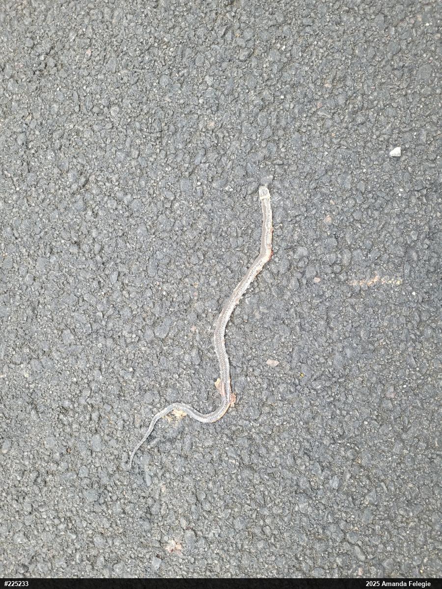 Northern Ring-necked Snake
