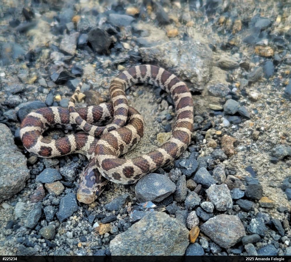 Eastern Milksnake