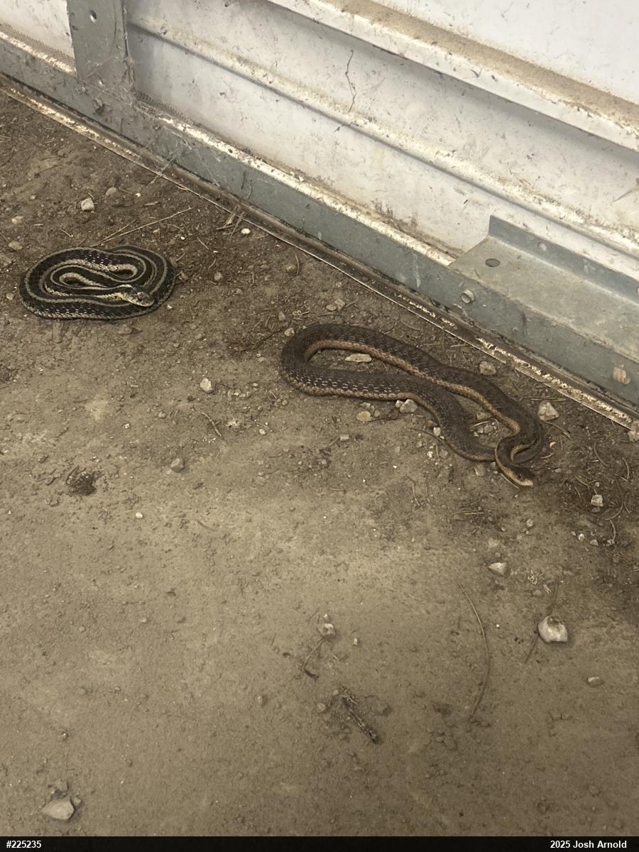 Eastern Gartersnake