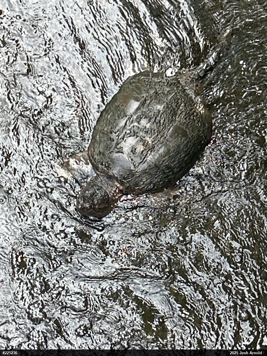 Snapping Turtle