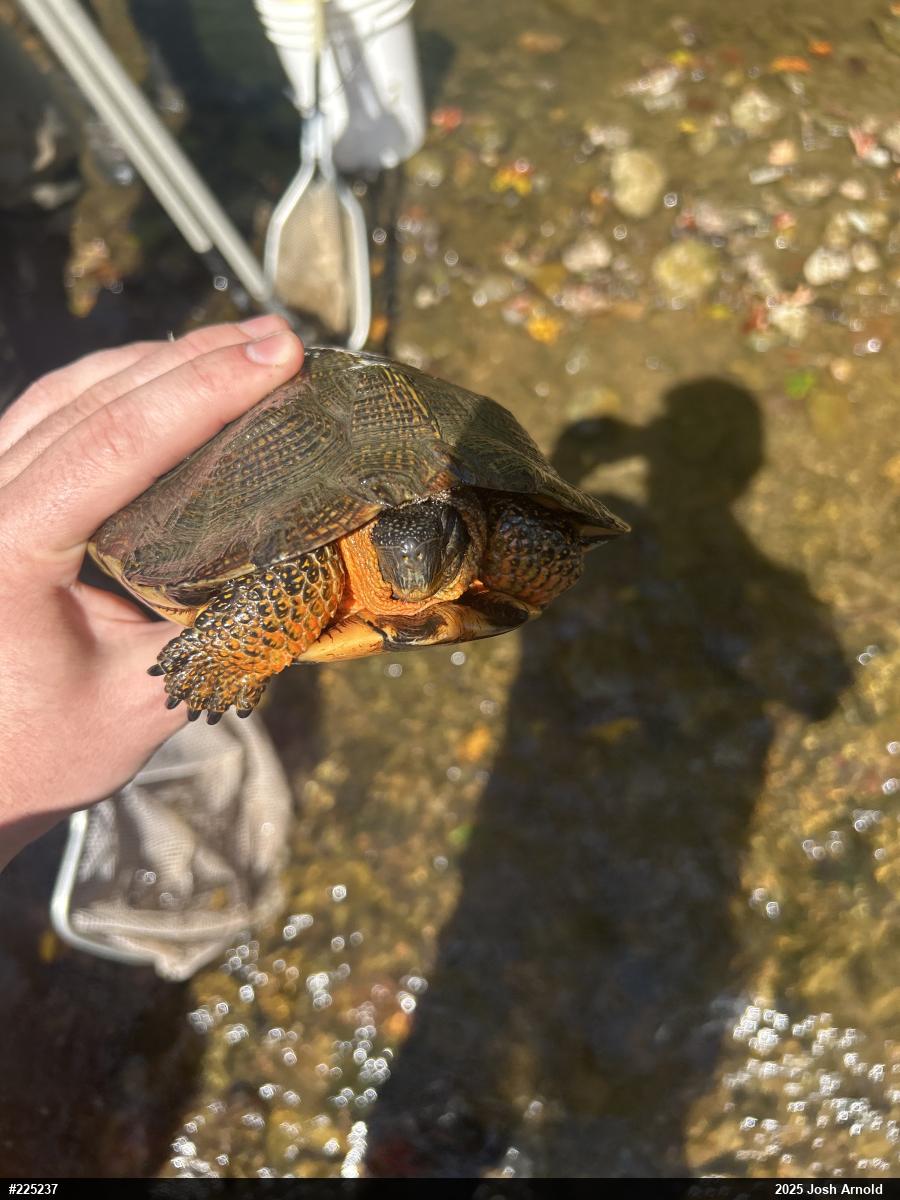 Wood Turtle