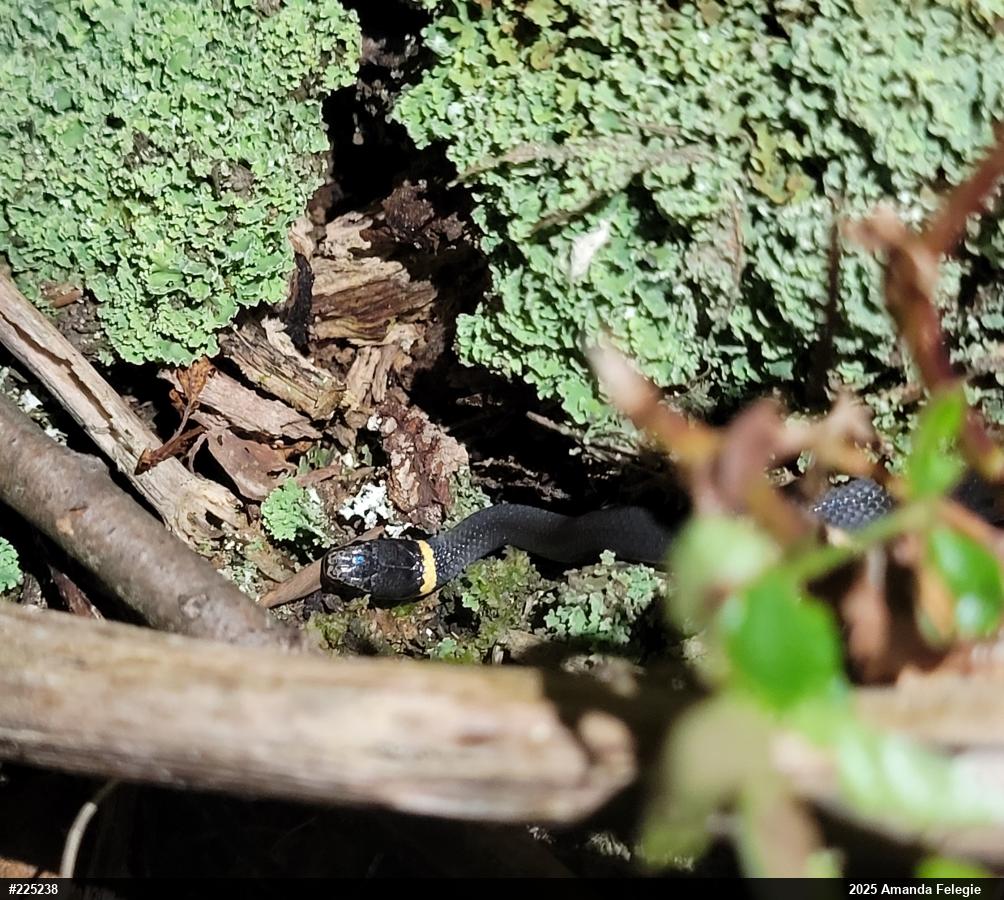 Northern Ring-necked Snake