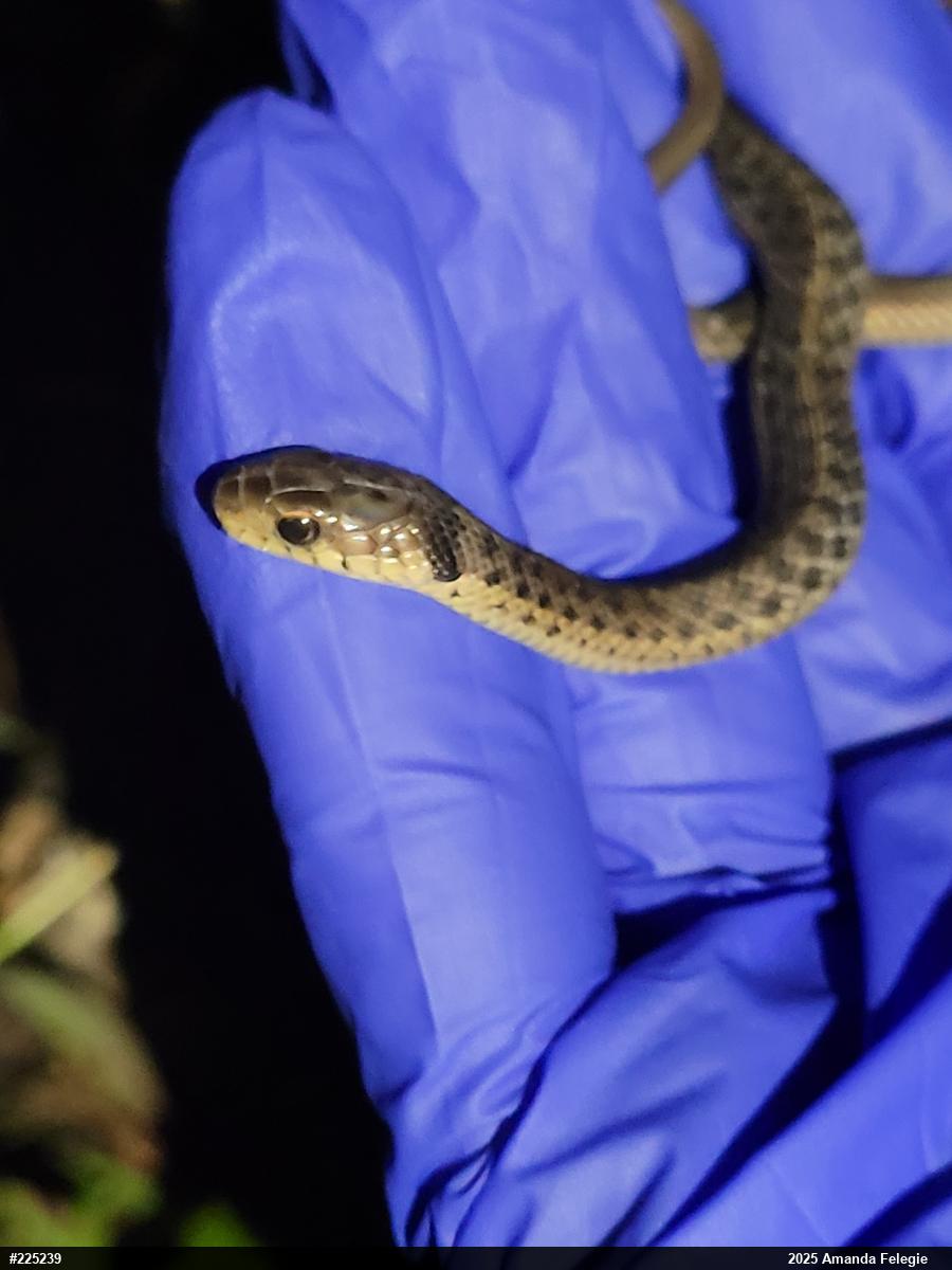 Eastern Gartersnake