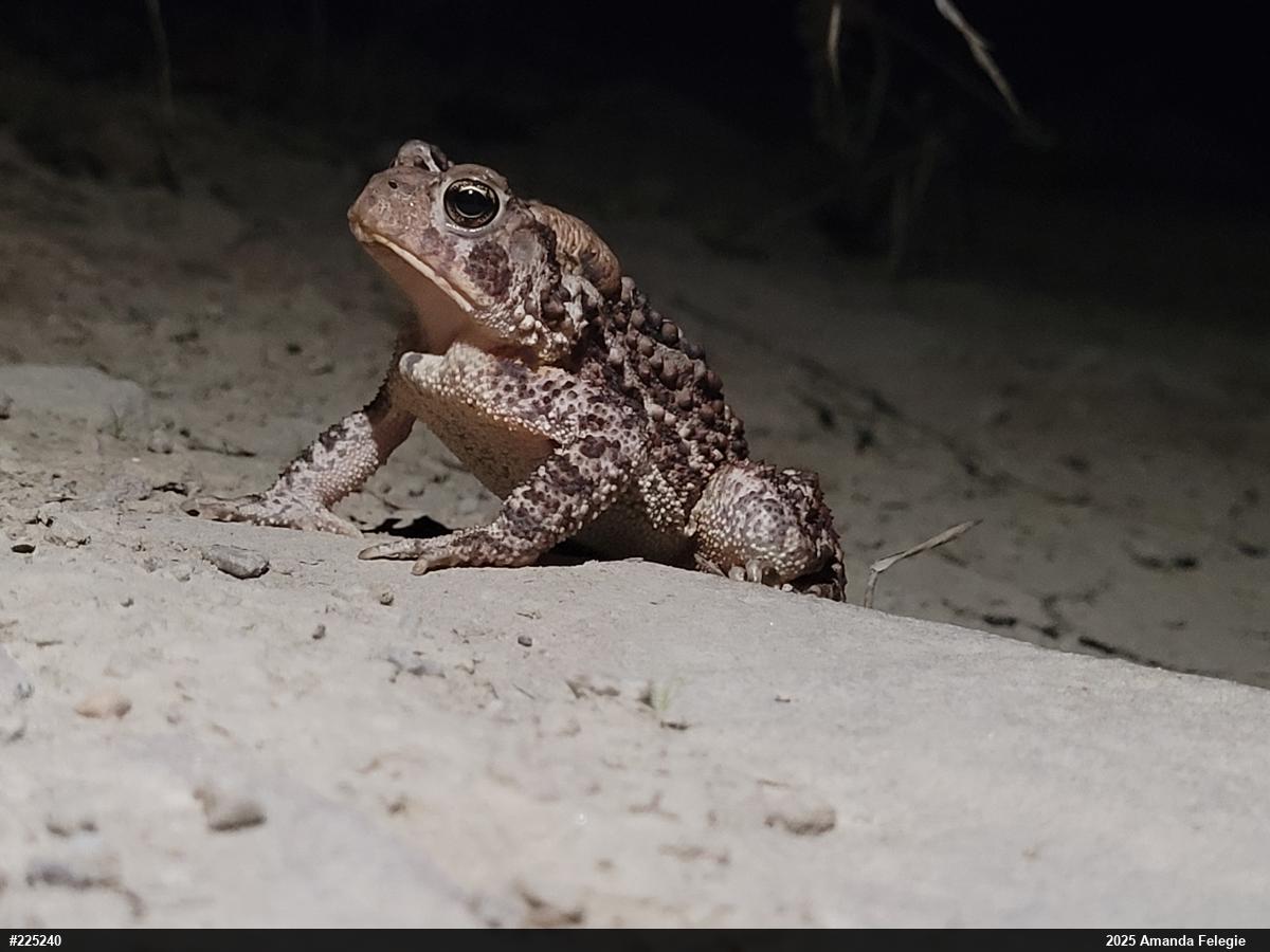 Eastern American Toad