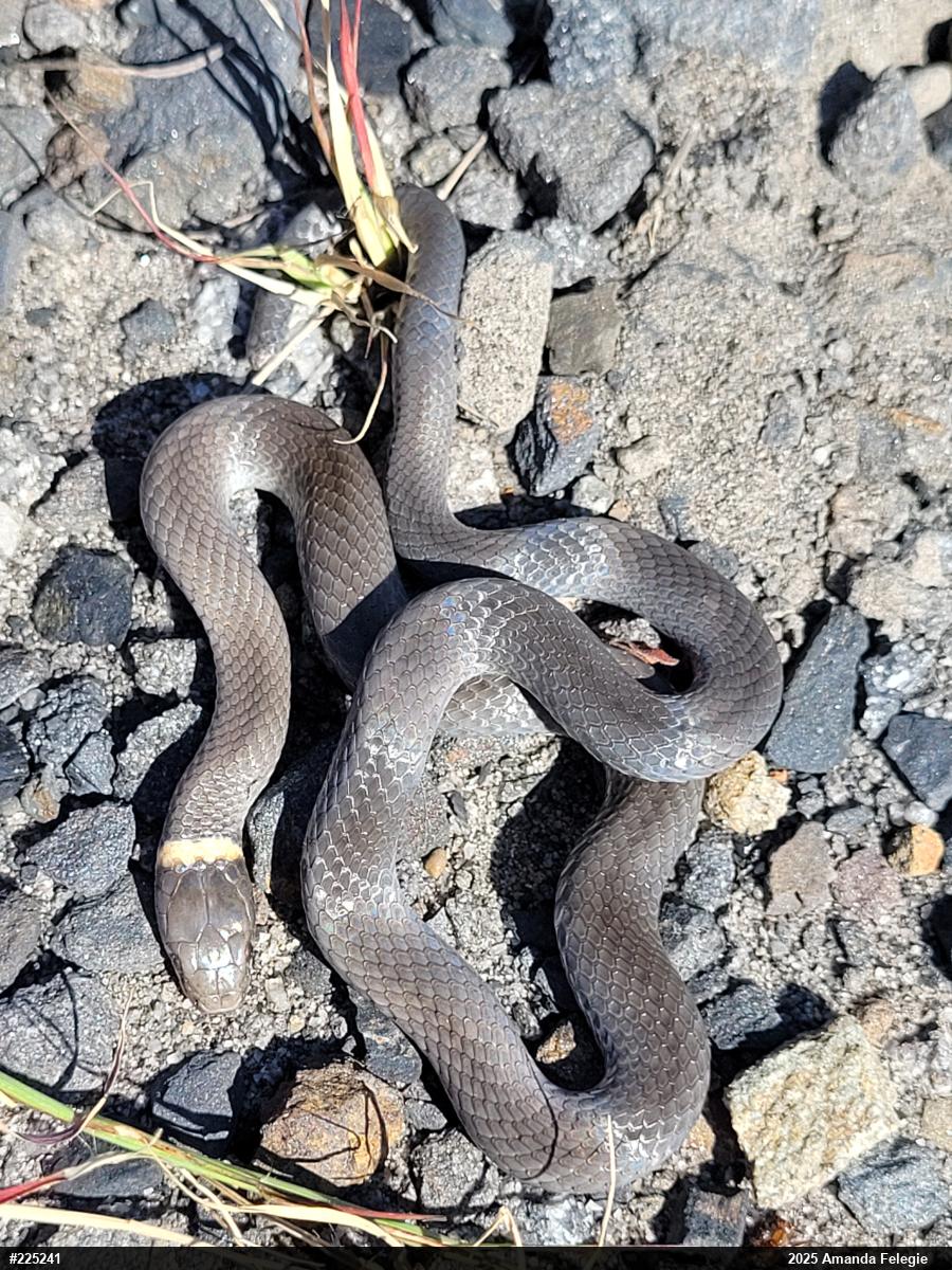 Northern Ring-necked Snake
