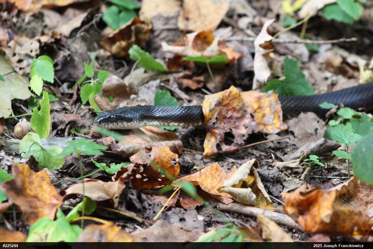 Eastern Ratsnake