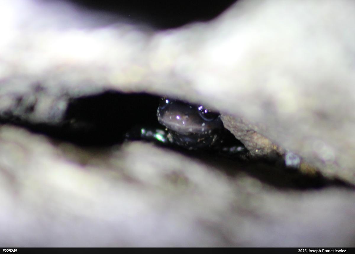 Northern Slimy Salamander