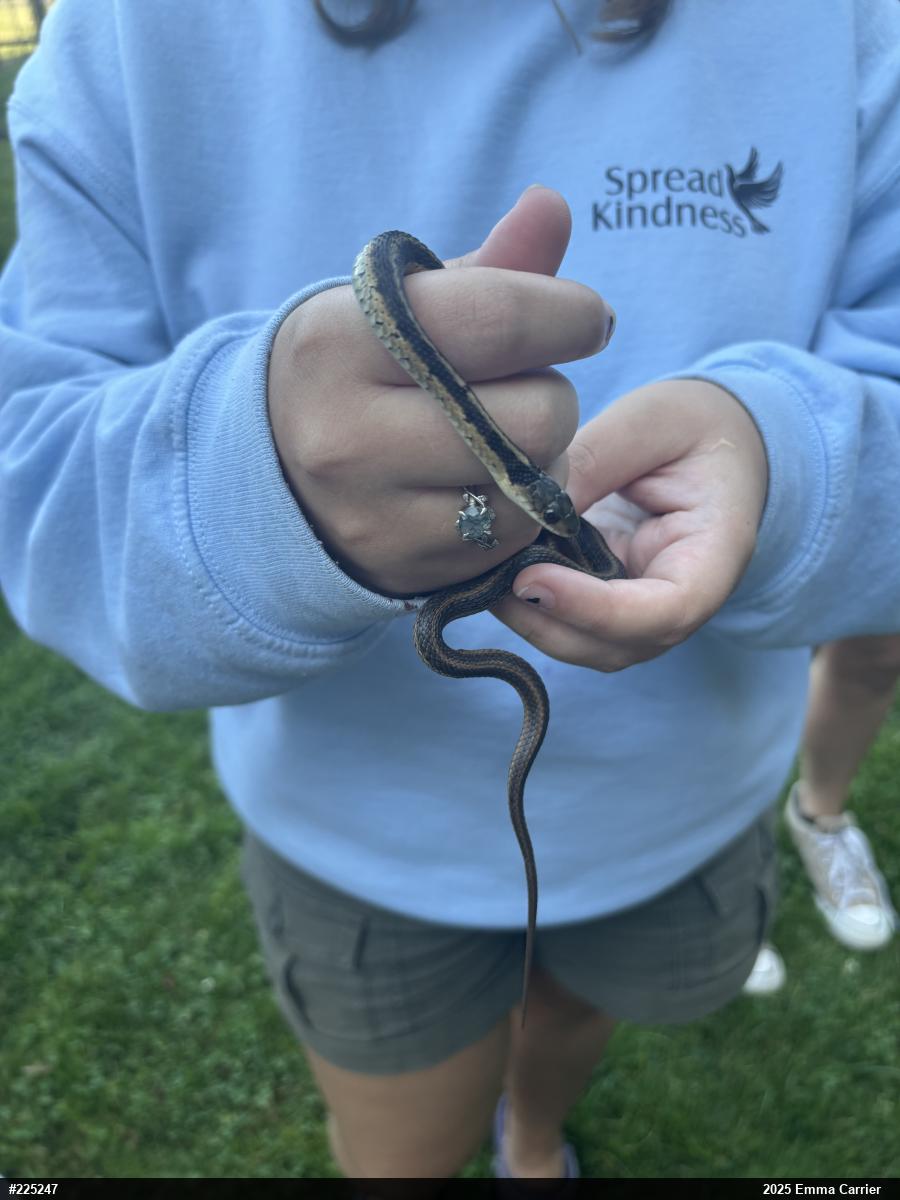 Eastern Gartersnake