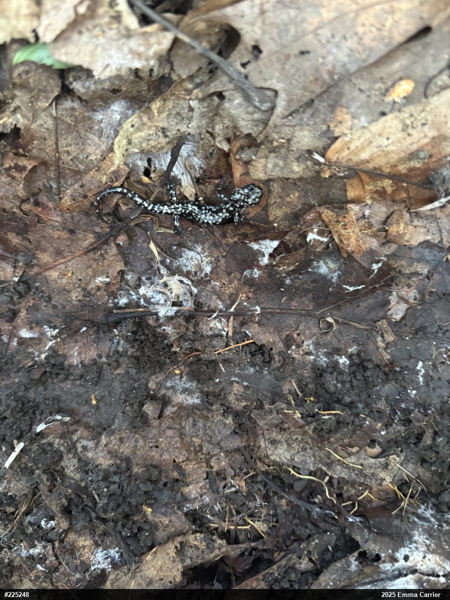 Northern Slimy Salamander