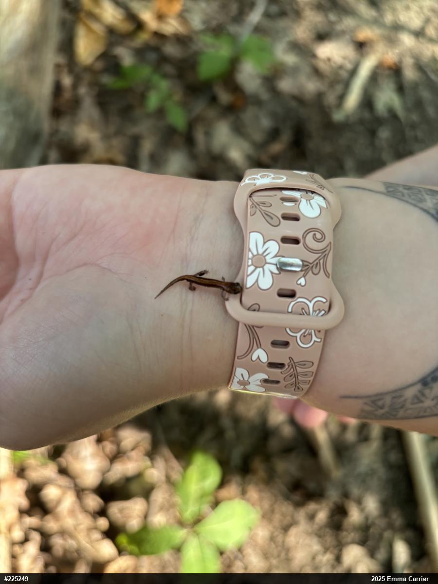 Eastern Red-backed  Salamander