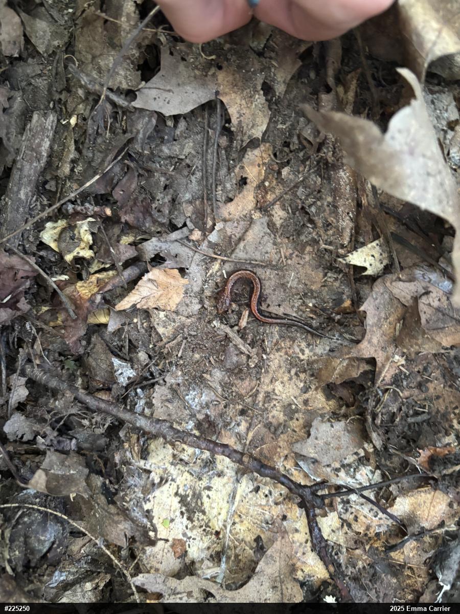 Eastern Red-backed  Salamander
