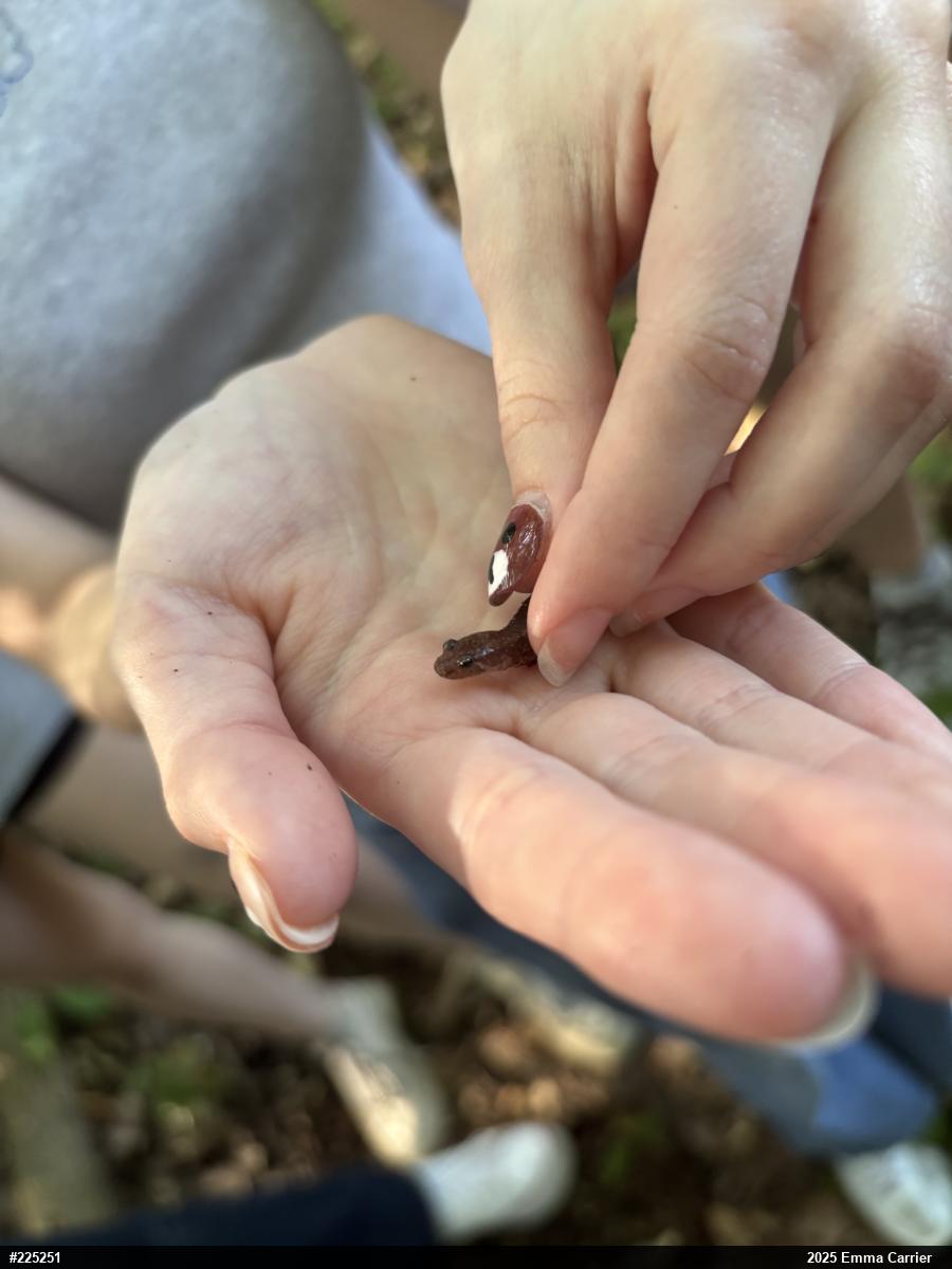 Allegheny Mountain Dusky Salamander