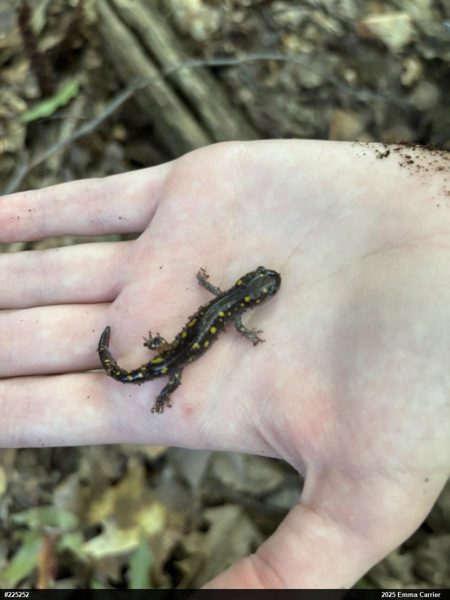 Spotted Salamander