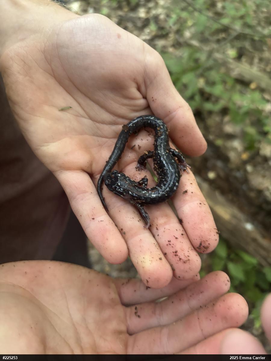 Northern Slimy Salamander