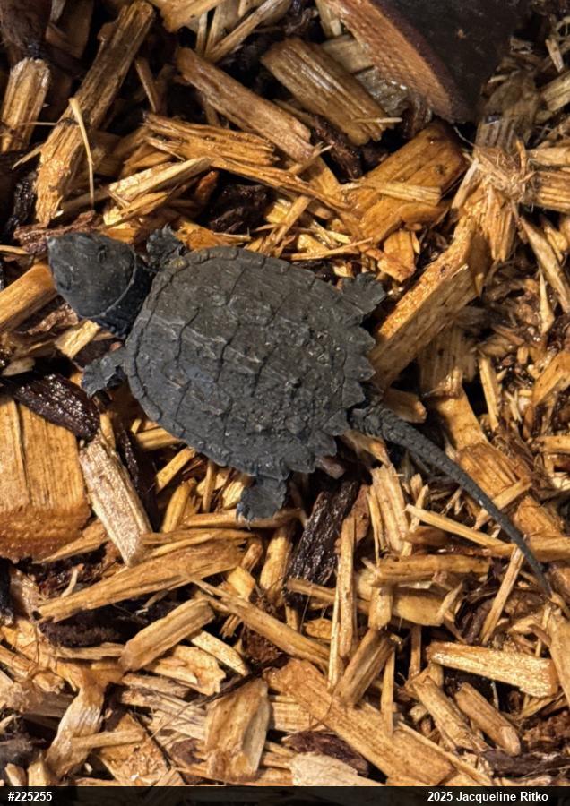Snapping Turtle