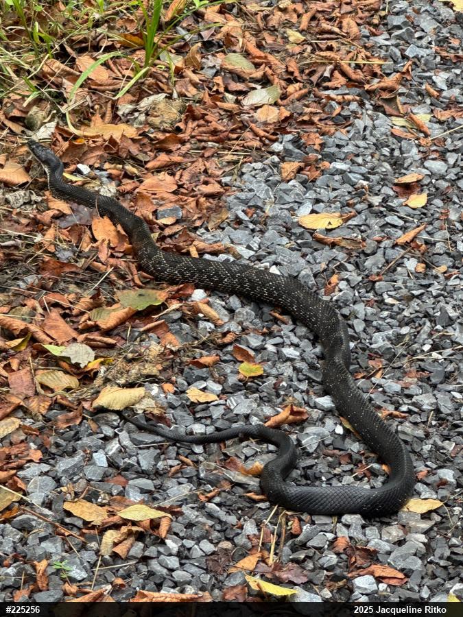 Eastern Ratsnake
