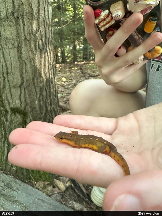 Red-spotted Newt