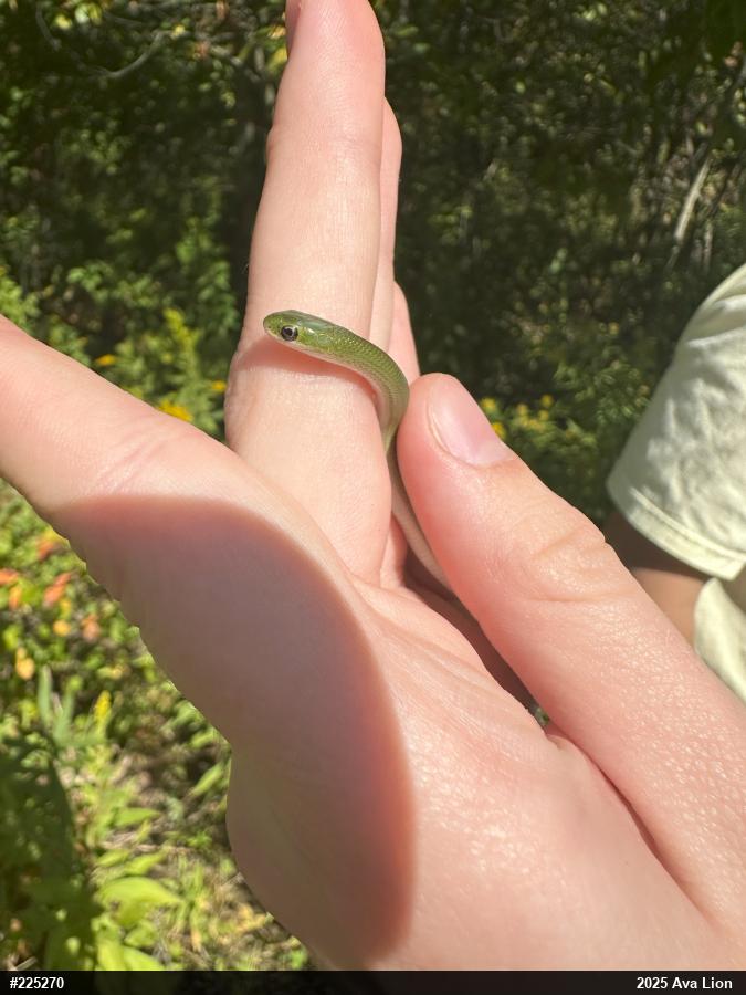Smooth Greensnake