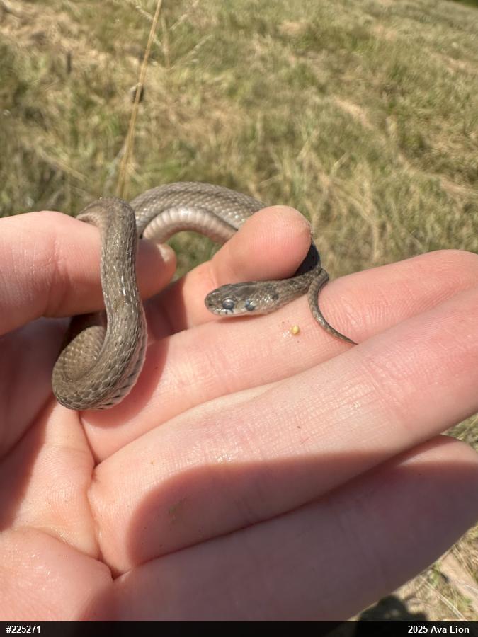 Dekay's Brownsnake