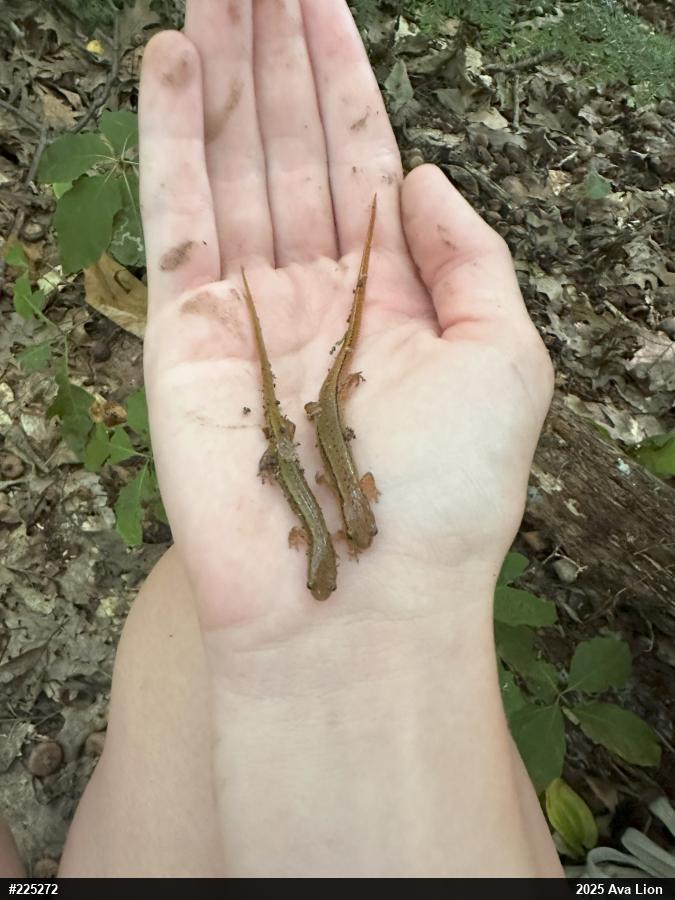 Northern Two-lined Salamander