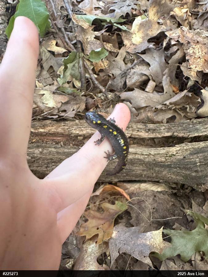Spotted Salamander