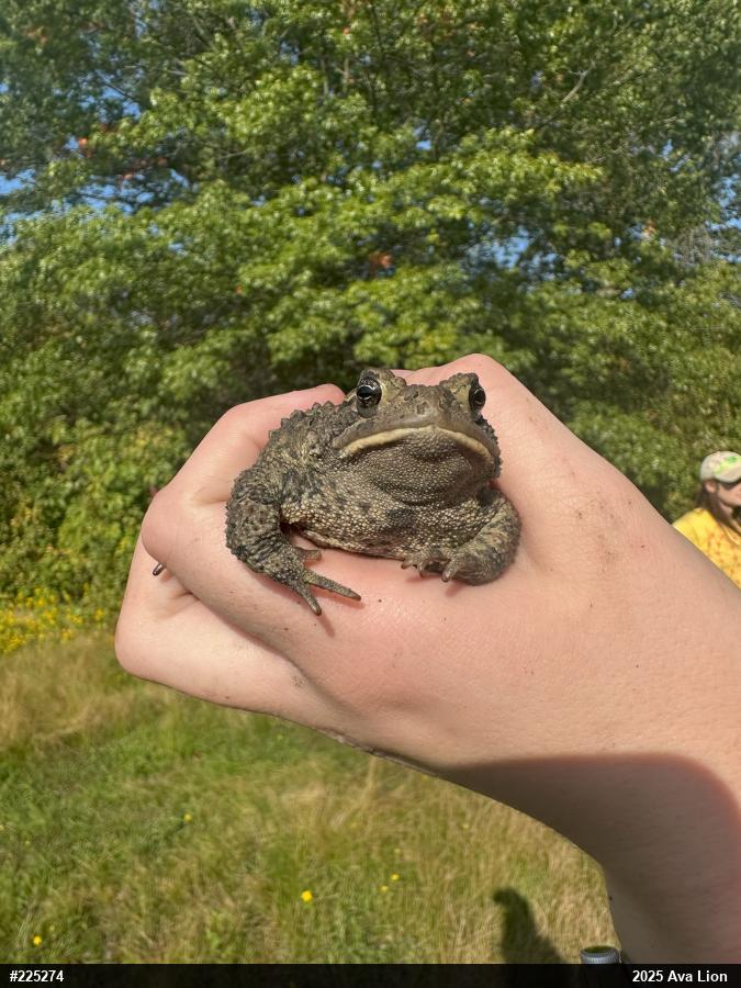 Eastern American Toad