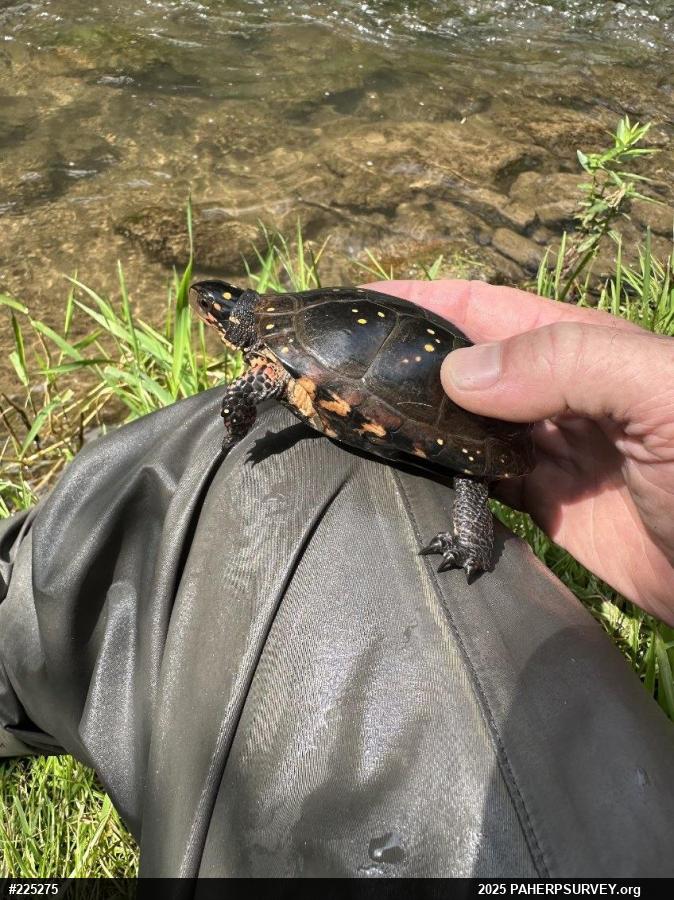 Spotted Turtle