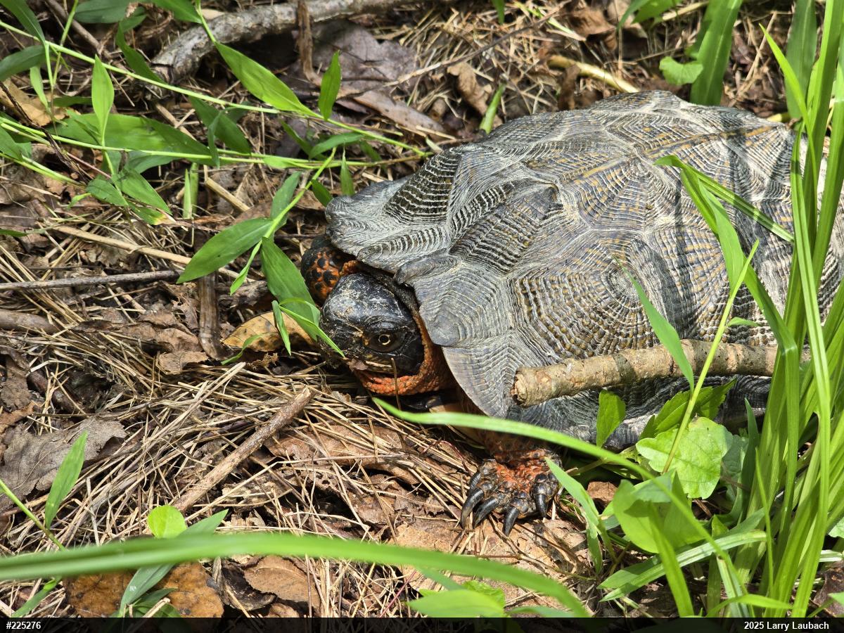 Wood Turtle