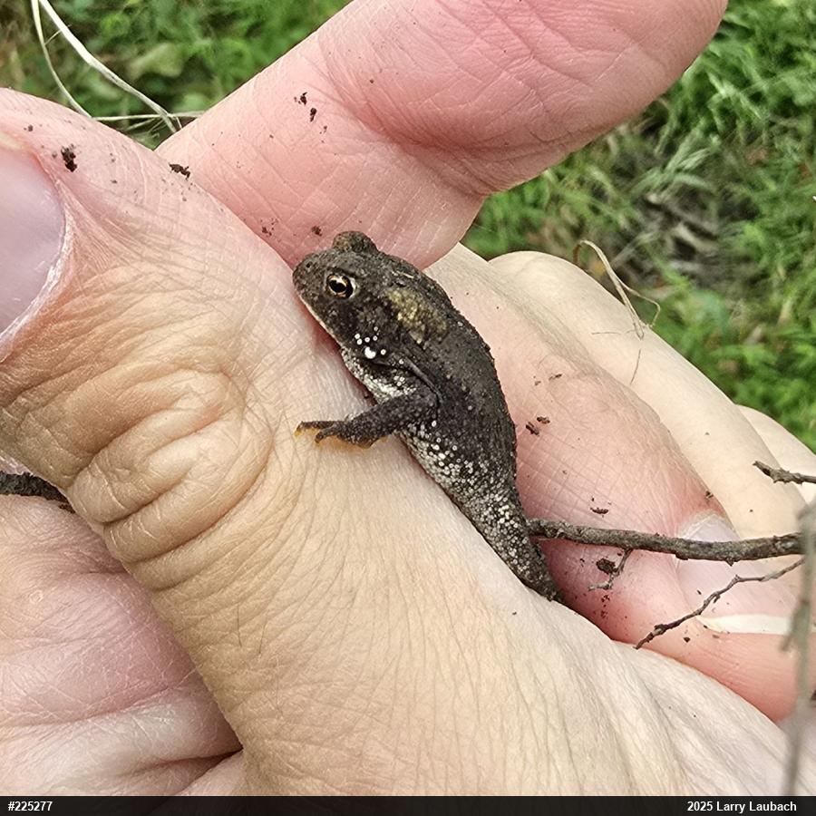 Eastern American Toad