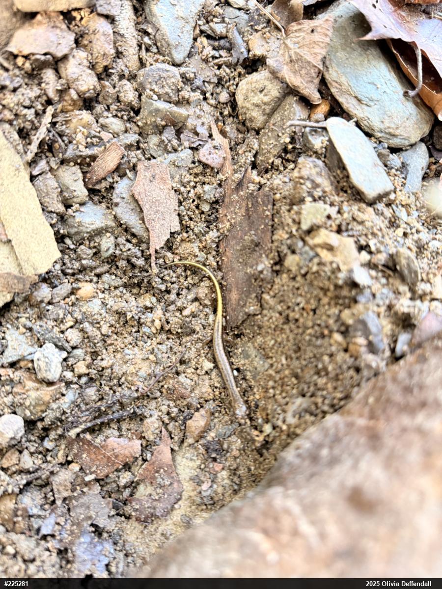 Northern Two-lined Salamander