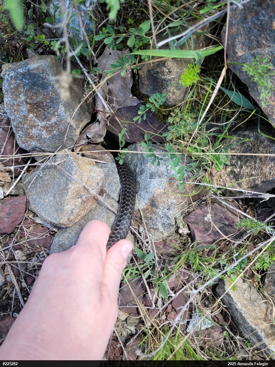 Northern Black Racer