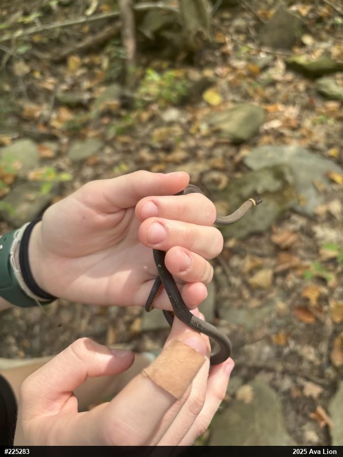 Northern Ring-necked Snake