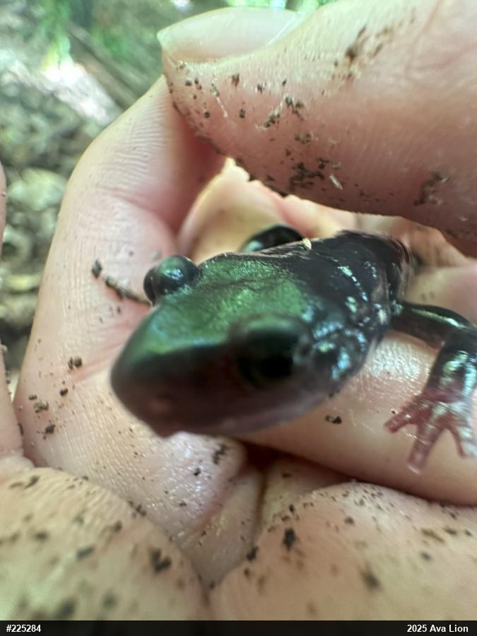 Northern Slimy Salamander