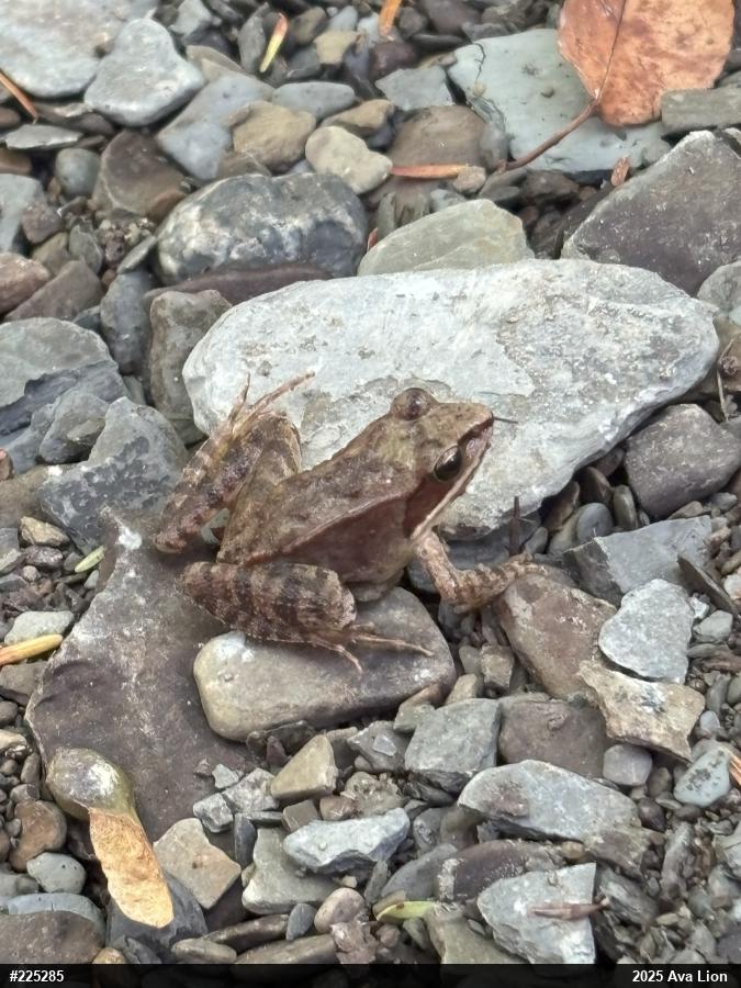 Wood Frog