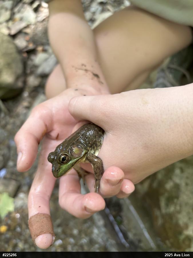 Green Frog