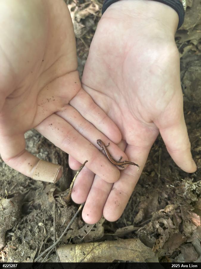 Eastern Red-backed  Salamander