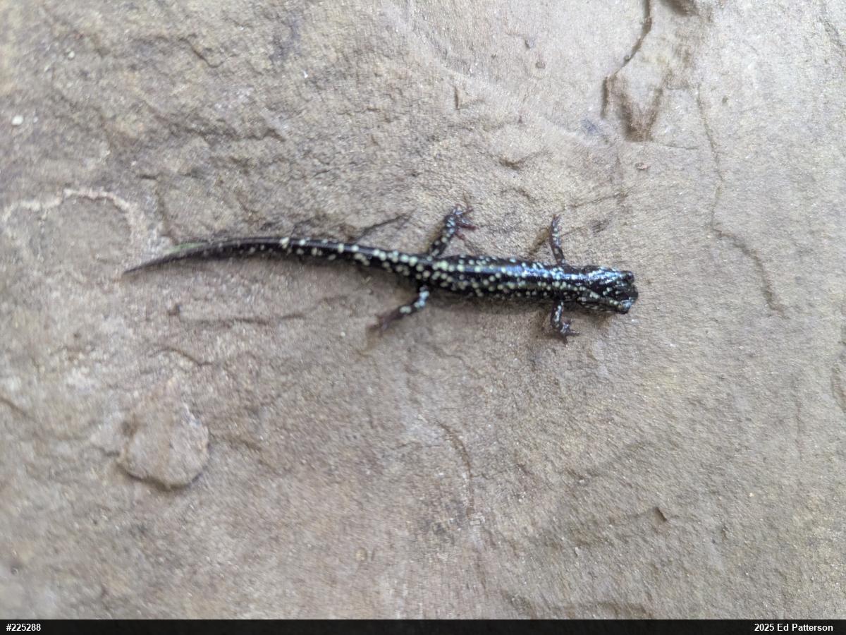Northern Slimy Salamander