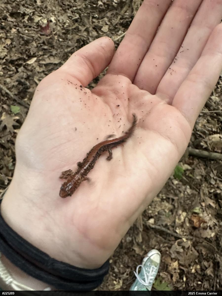Eastern Red-backed  Salamander