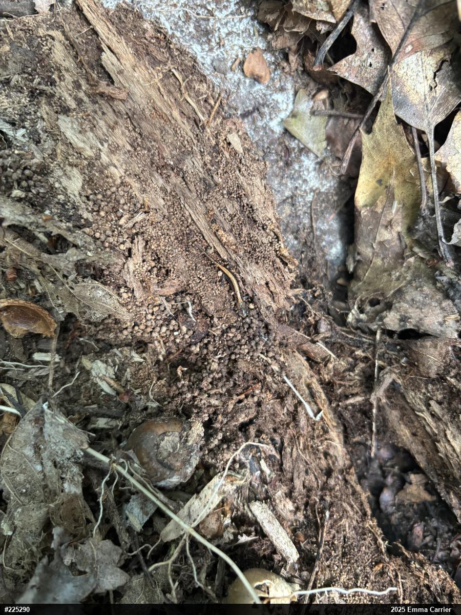 Eastern Red-backed  Salamander