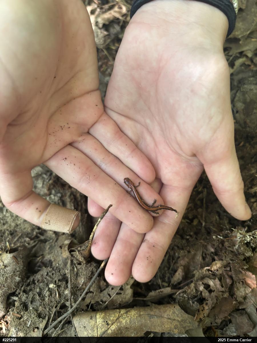 Eastern Red-backed  Salamander